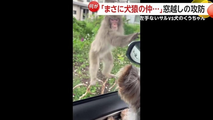 左手のないサルと飼い犬が窓ガラス越しに攻防