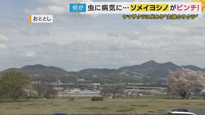 食害によって伐採されたソメイヨシノ