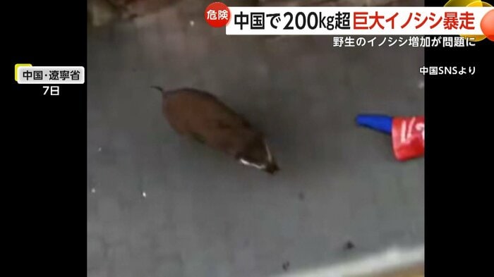 市街地を走り回るイノシシ