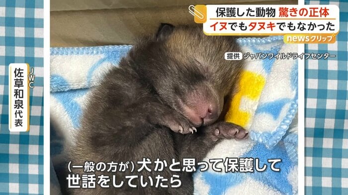 イヌと思われていた赤ちゃん（NPO法人ジャパンワイルドライフセンターXより）