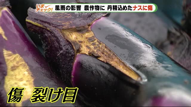 丹精込めたナスに傷 収穫の最盛期に…生産者落胆 静岡