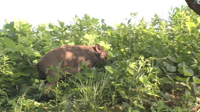 福岡・中心部にイノシシ出現 警察が出動 大捕物一部始終