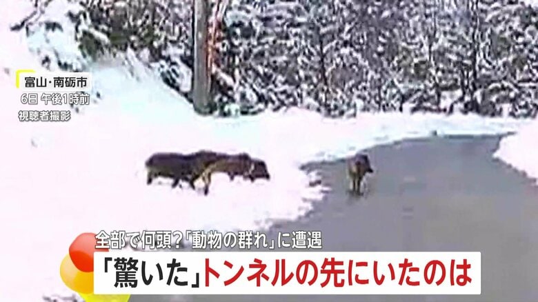 動物集団との予期せぬ遭遇　一斉に車道を走り出す5頭のイノシシ…暗闇の中、ヘッドライトの前を横切る4頭のシカも｜FNNプライムオンライン