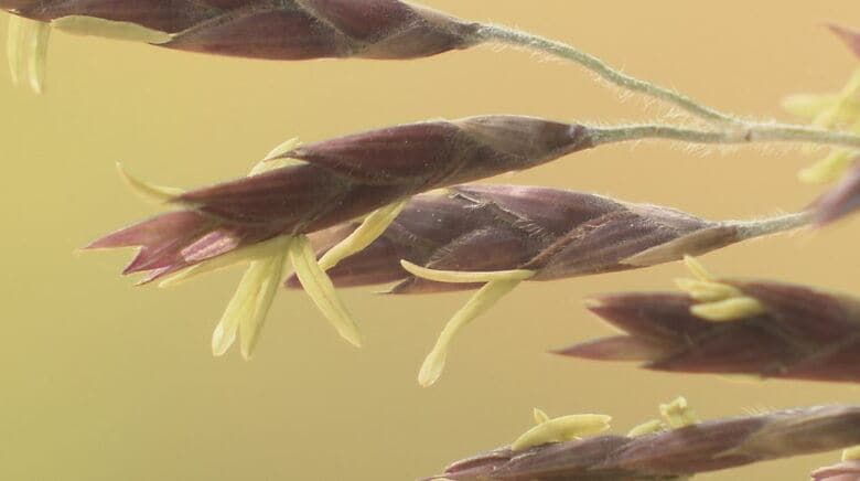 “120年に1度”『謎の花』が続々と開花　「スズタケ」に「クロチク」も　長野県内の各地で一斉に　「83歳で初めて見た」一生に一度の奇跡か　詳しい生態は不明、情報提供募る｜FNNプライムオンライン
