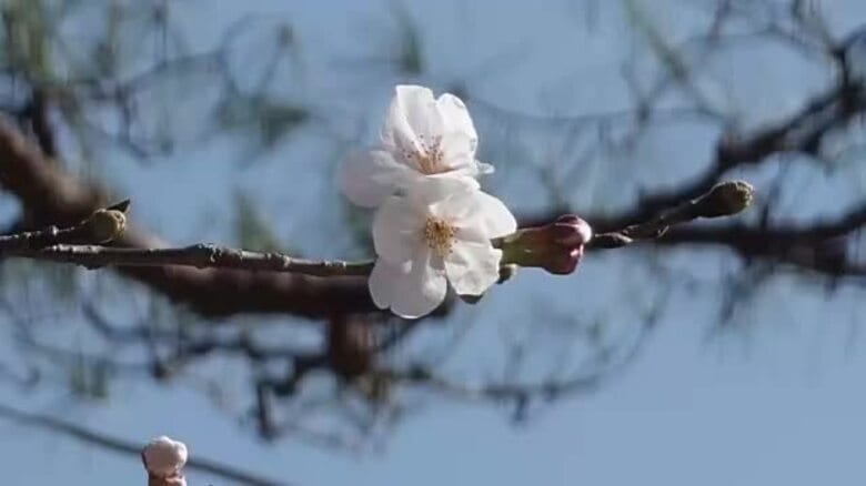 【速報】高知と岐阜で桜の開花宣言　高知は3年連続全国トップ、岐阜は過去最速タイ｜FNNプライムオンライン