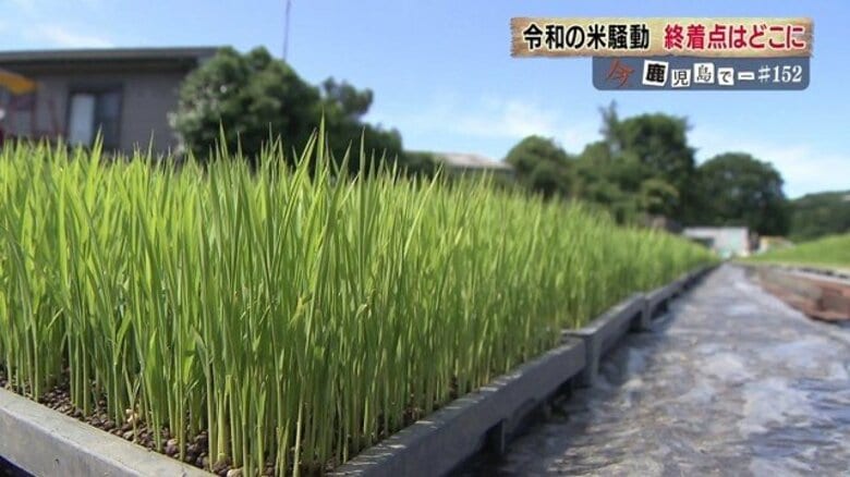 長引く米不足　影響はいつまで？　主食用米転換で焼酎産業にも影響　鹿児島の米最新事情｜FNNプライムオンライン