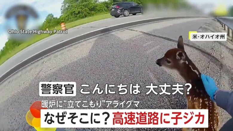高速道路で迷子の子ジカ「ママを待とうね」警察官が草むらへ移す　暖炉の中にはアライグマ…救出劇の一部始終　アメリカ　｜FNNプライムオンライン