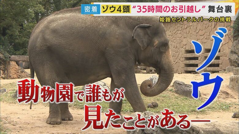 「約5億円かけインドに近い環境再現」“絶滅危惧種”ゾウ5年ぶり「姫セン」に　猛暑の中の大移動に密着｜FNNプライムオンライン