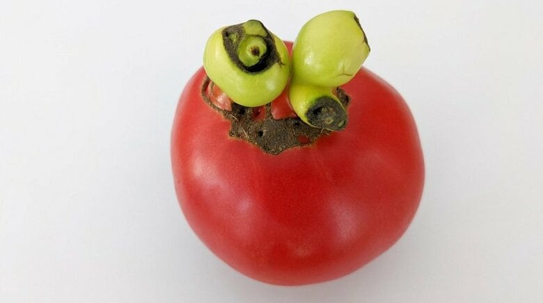 トマトからエイリアン!? 規格外のトマトのエグい姿が話題…“緑色”の正体と原因を農家に聞いた