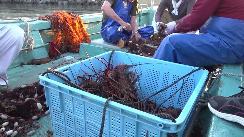 五島・イセエビ漁が始まる　1キロ5千円前後で主に関西方面へ出荷｜FNNプライムオンライン