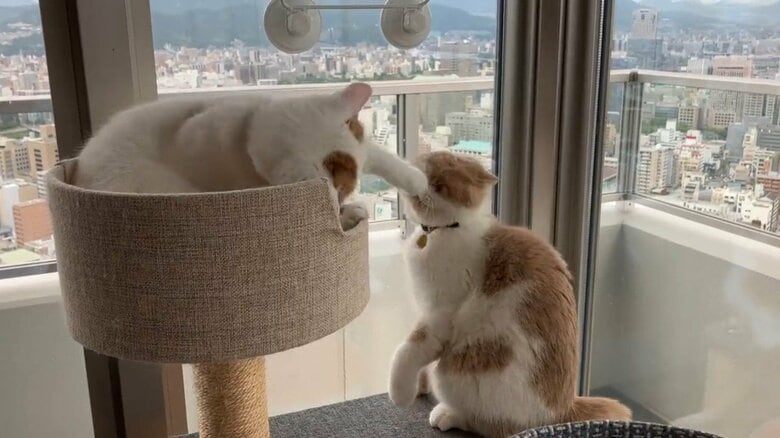 猫パンチを繰り出すひるねくん(左)。画像提供:エキゾのきなこさん。