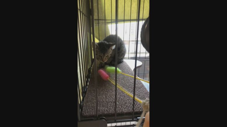 猫には自分のスペースを与えることが大事(萬場瞳さん撮影)