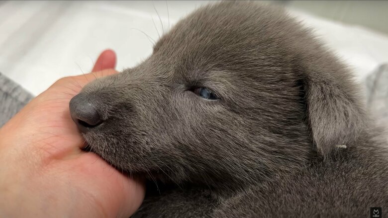 子犬の小さな頃。可愛らしい