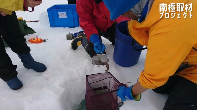 魚にセンサーを取り付け再び南極の海に返す