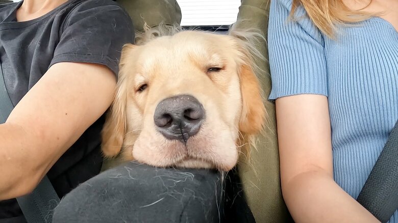 提供：イブ（ゴールデンレトリバー）さん