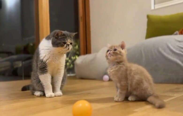 先住猫のしょげくん（左）と、こまるくん