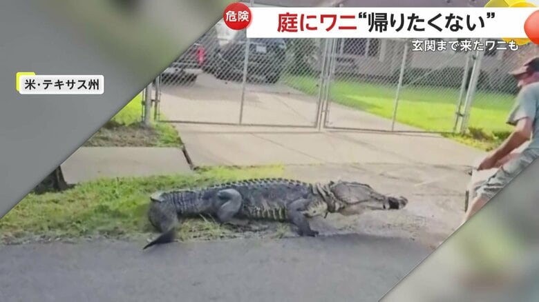 庭にワニがいた思わず逃げたくなる光景（2日、アメリカ・テキサス州）