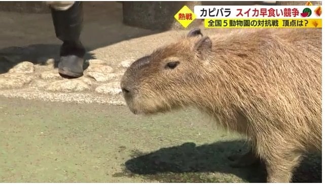 我が道を行くモミジ