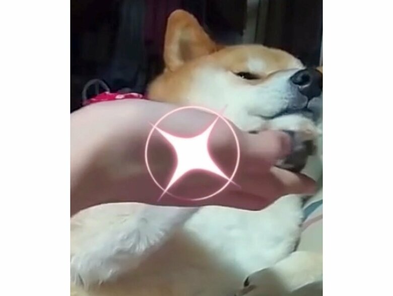 提供：柴犬スティーブch【コーギーと猫を添えて】さん