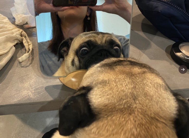 飼い主の化粧を邪魔（提供：よこむすびさん）