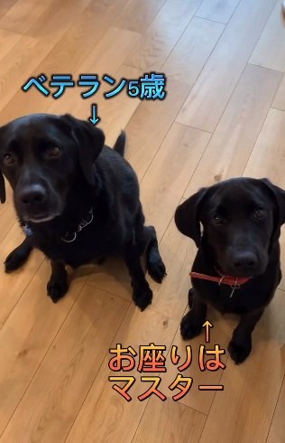 小さいころの2匹