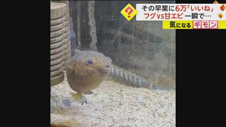 フグが甘エビを一瞬で吸い込む様子⑤