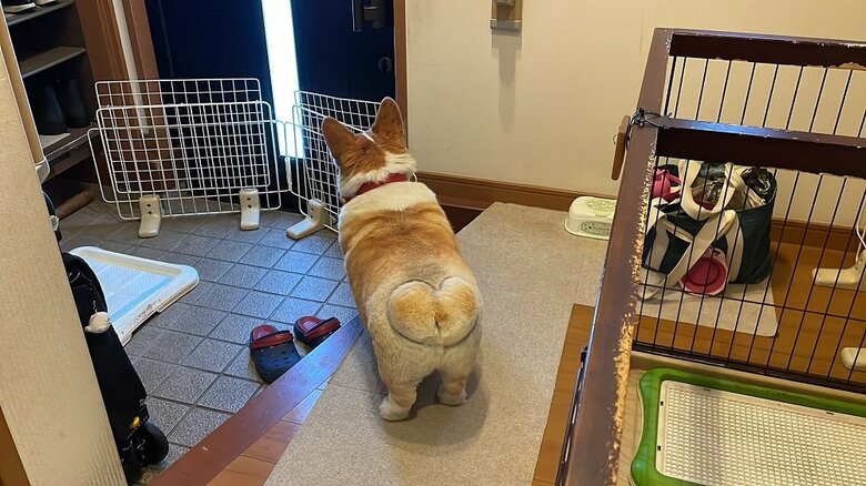 誰かが帰宅した気配を察知すると、お出迎えで玄関待機