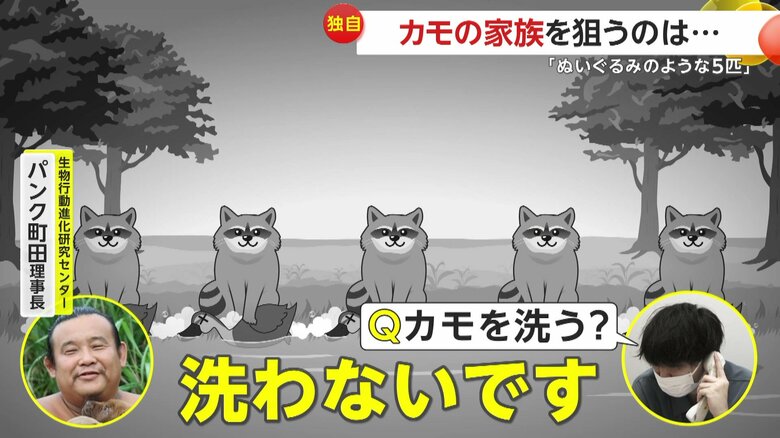アライグマはカモを「洗わないです」と答えているパンク町田理事長