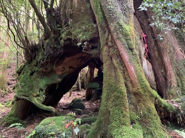 倒木が消え空間となった三代杉