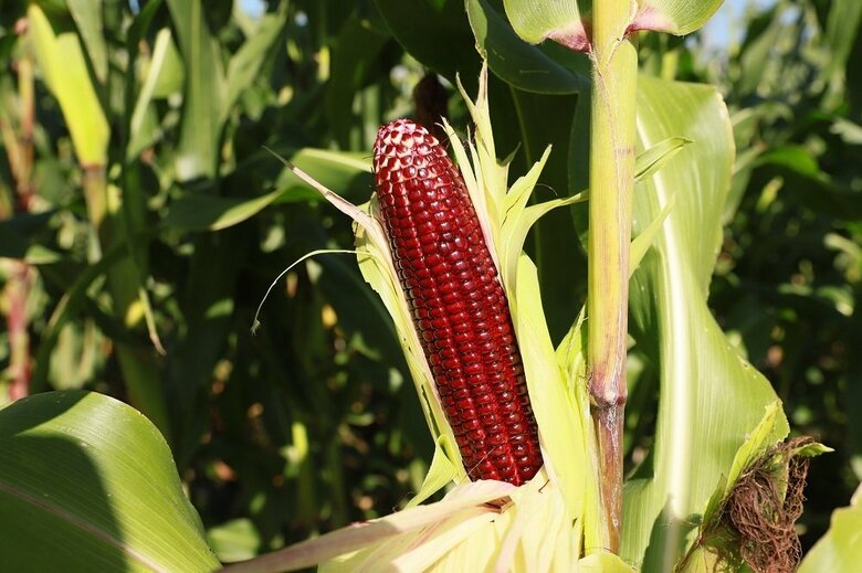 皮をむくと赤い実が確認できる（提供：株式会社大和農園）