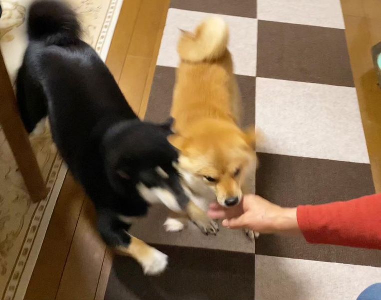 興奮すると最終的には相手にあたりに行く（提供：豆柴あさのんさん）