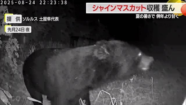 電気柵をものともせず畑に入りブドウを食べて行ったクマ
