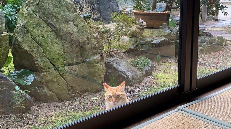 放し飼いなので、庭に出現することも