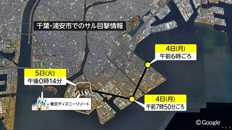 千葉県浦安市の住宅街に出現し、その後ディズニーリゾートで目撃されたサル