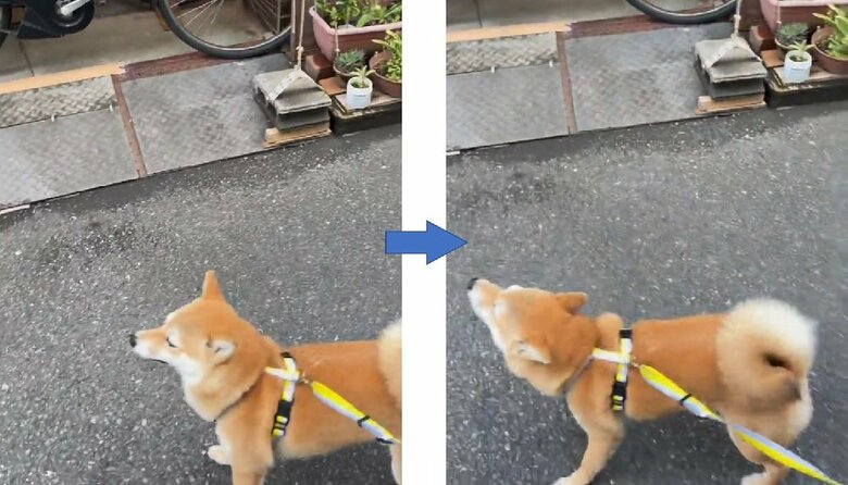 名残惜しげなマメちゃん