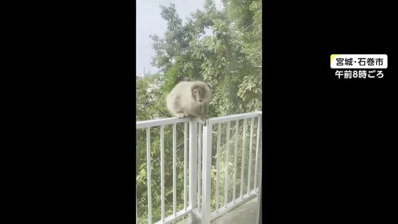 サルが飛びかかってくる様子（その1）
