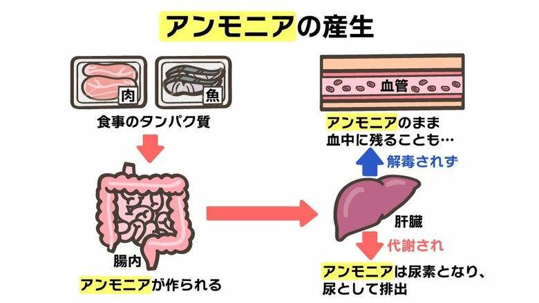 アンモニアが血管に残ってしまう流れ（イラスト：さいとうひさし）