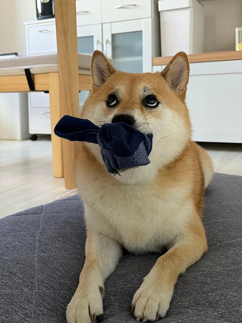 洗濯後の靴下を奪い、引き換えにおやつを要求している（提供：柴犬ふう太さん）