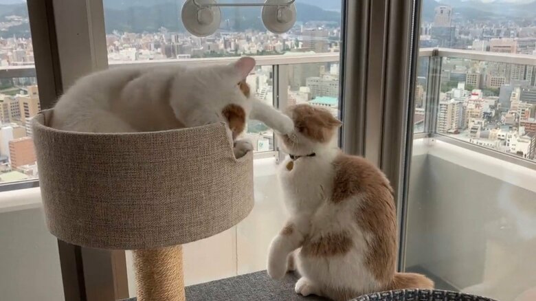 猫パンチを繰り出すひるねくん（左）。画像提供：エキゾのきなこさん。