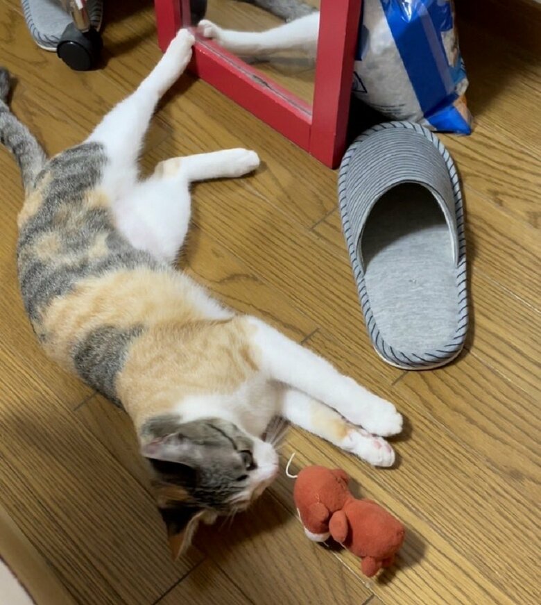 お気に入りのおもちゃを見つめている