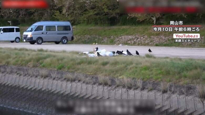 ゴミに群がるカラス