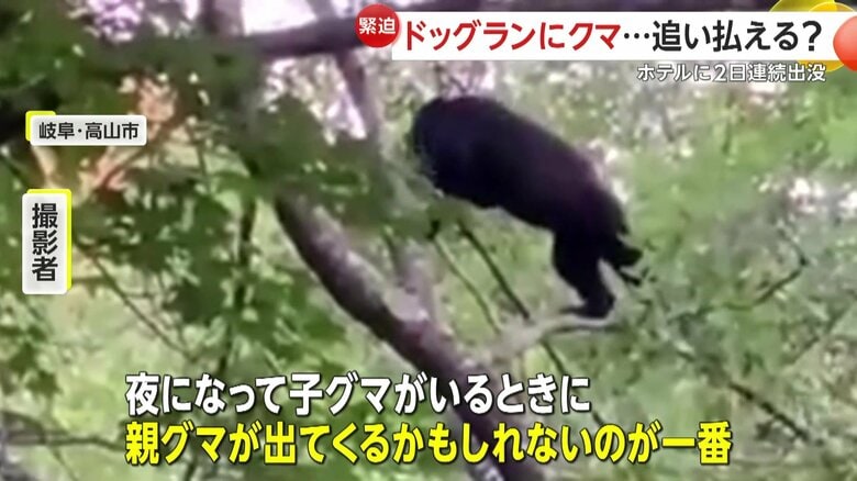 撮影者は親グマの出没を懸念していたと話す（視聴者撮影）