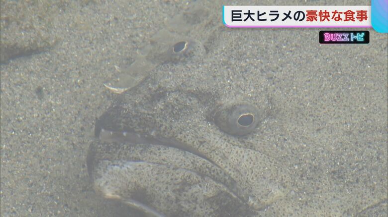 成長に伴い目が移動