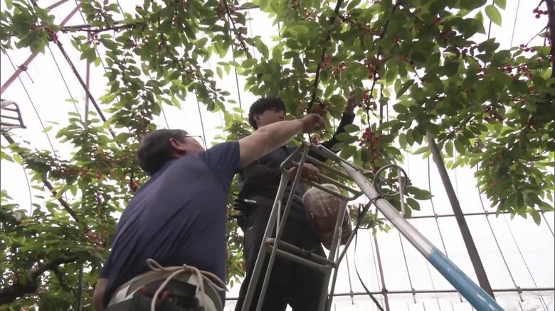 コツを教わりながら収穫