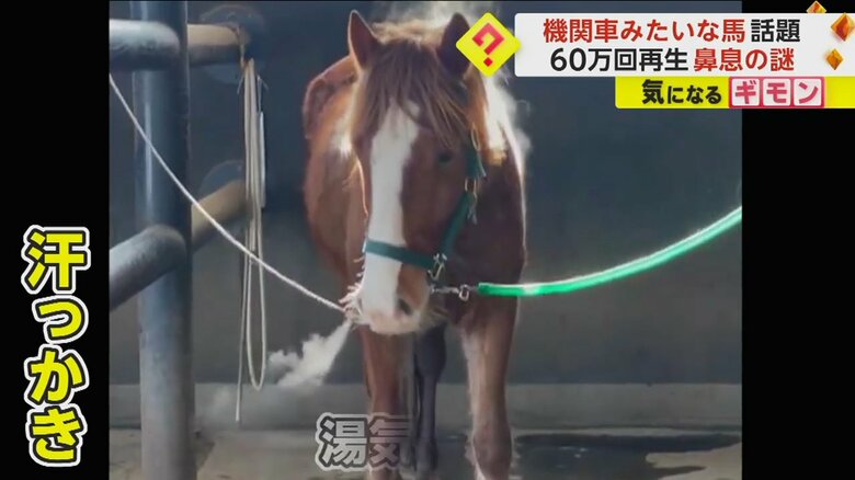 汗っかきのため湯気が出やすいのかもしれないというコッペくん