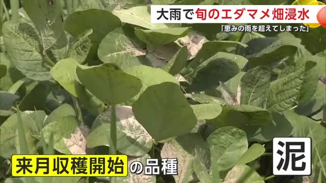 葉に泥がついてしまったエダマメ