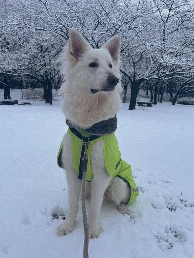 雪の日