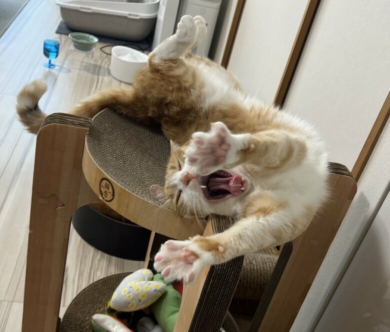 両前脚を伸ばしてのびー！