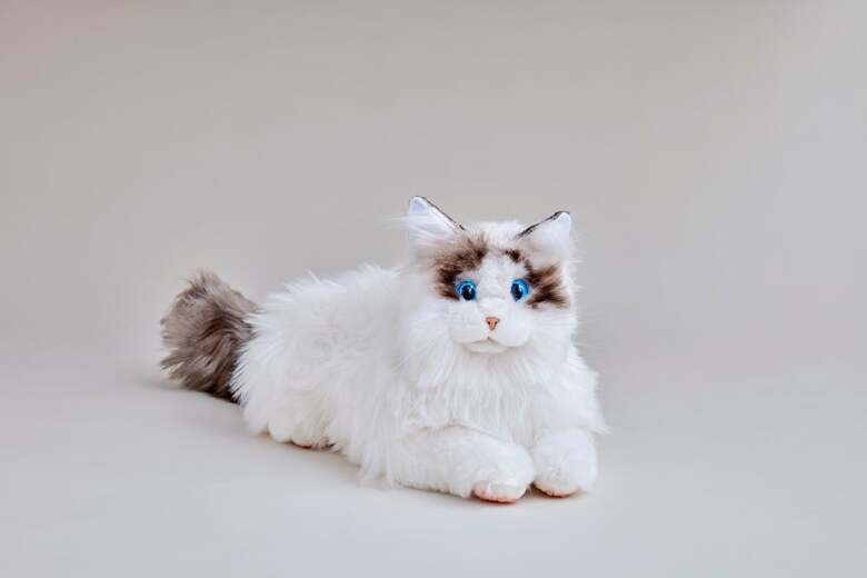 KIMIT ラグドール ブラウン（出典:セガトイズ）