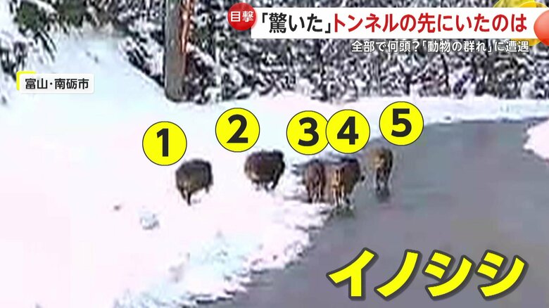 道路脇を歩くイノシシの群れ（視聴者撮影）